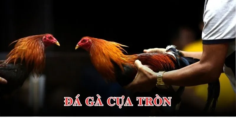 da ga cua tron