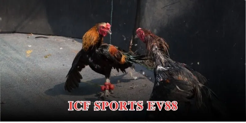 icf sports ev88